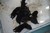 Offspring H